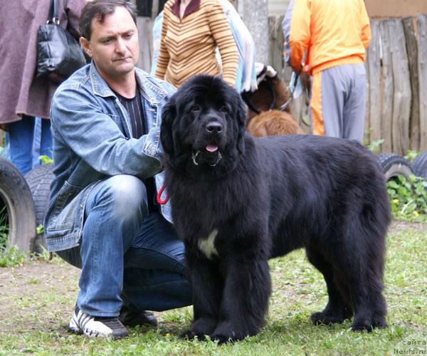 Фото: ньюфаундленд Ласковая Волна с Берега Дона (Laskovaya Volna s Berega Dona)