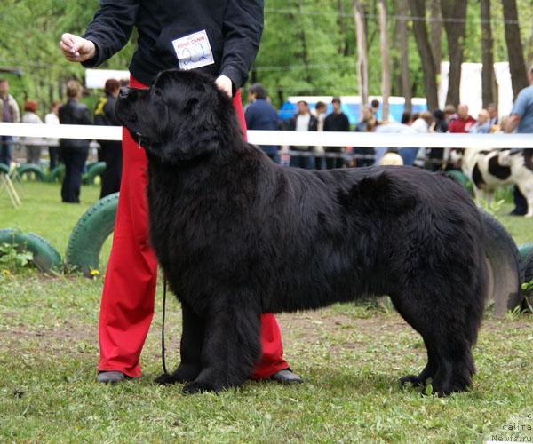 Фото: ньюфаундленд Арх Бьюти От Чары Первая (Arh Beauty Ot Chary Pervaya)