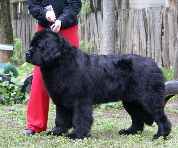 Фото: ньюфаундленд Арх Бьюти От Чары Первая (Arh Beauty Ot Chary Pervaya)