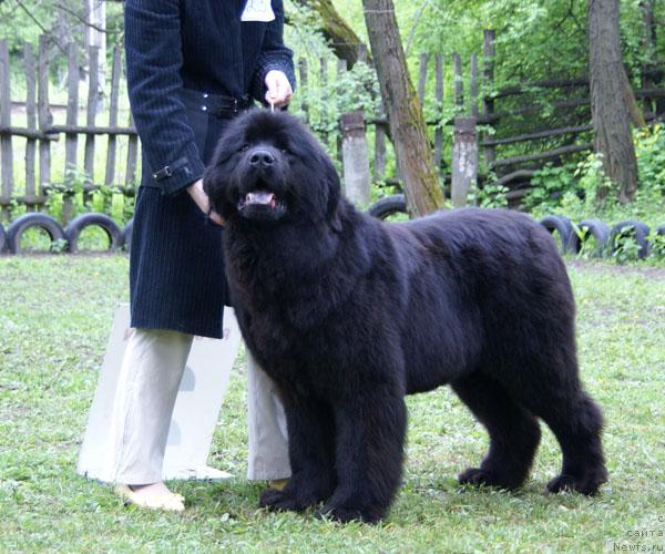 Фото: ньюфаундленд Жемчужина Ростова с Берега Дона (Zhemchuzhina Rostova s Berega Dona)