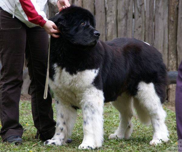 Фото: ньюфаундленд Ulm de la Terre aux Loups