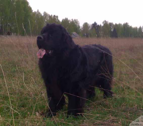 Фото: ньюфаундленд Сент Джонс Орфей