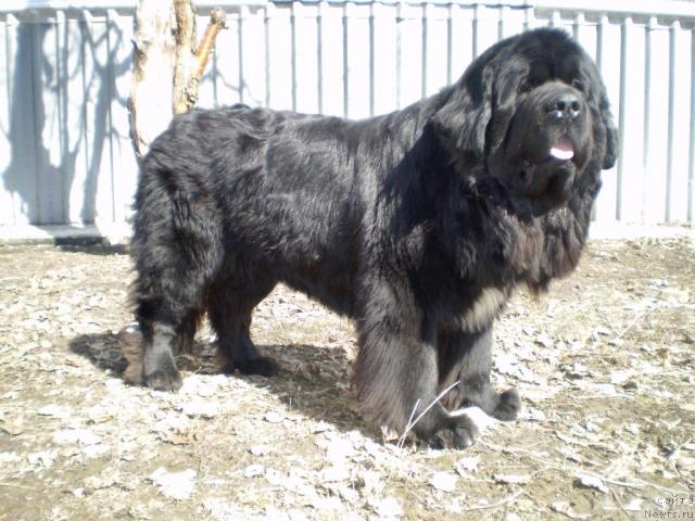 Фото: ньюфаундленд Супер Бизон Армани (Super Bizon Armani)