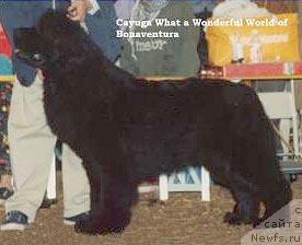 Фото: ньюфаундленд Cayuga What a Wonderful World of Bonaventura