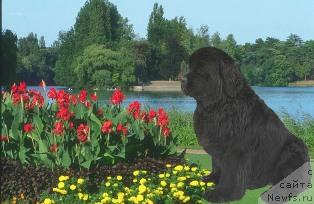 Фото: ньюфаундленд Готика от Сибирского Медведя (Gotika ot Sibirskogo Medvedja)