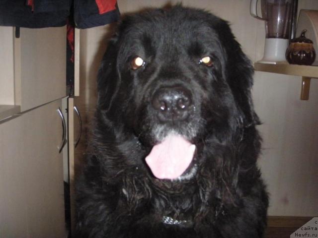 Фото: ньюфаундленд Катрин Шарм оф Бон Пари