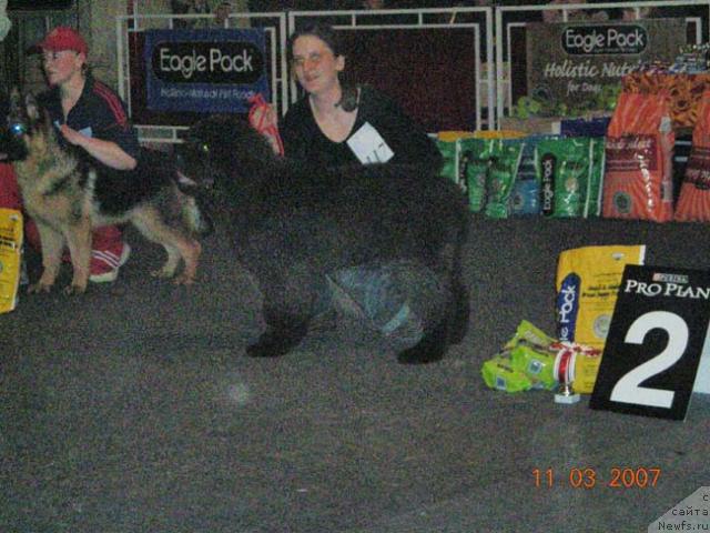 Фото: ньюфаундленд Сент Джонс Круиз (Sent Djons Kruiz), Ольга Розмахова