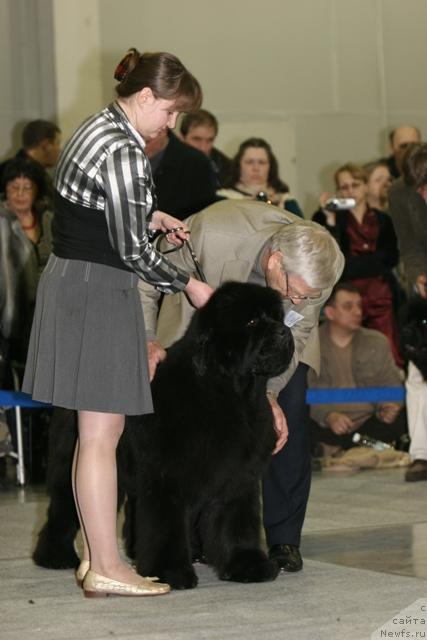 Фото: ньюфаундленд Супер Премиум Аск Ми Фром Эксклюзив
