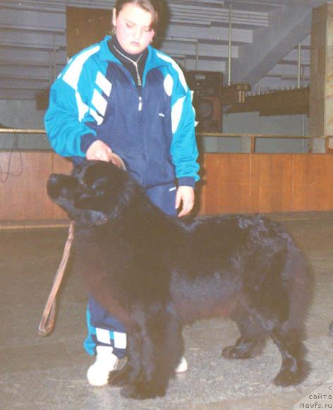 Фото: ньюфаундленд Еджулия