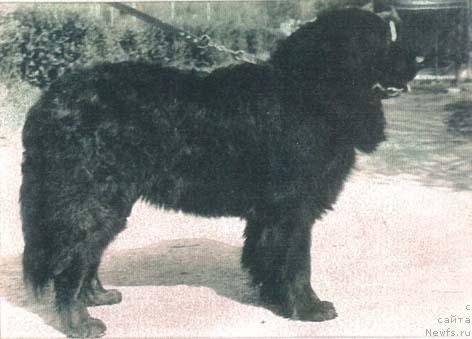 Фото: ньюфаундленд Юкон