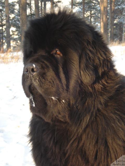 Фото: ньюфаундленд Супер Премиум Актив Драйв Тест