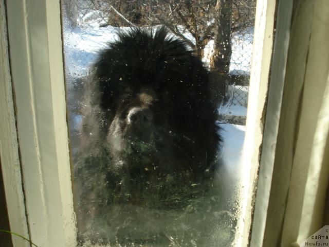 Фото: ньюфаундленд Супер Премиум Актив Драйв Тест