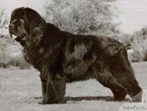 Фото: ньюфаундленд Bjornebandens Jack Teagarden