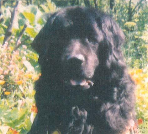 Фото: ньюфаундленд Вей Дер Вит