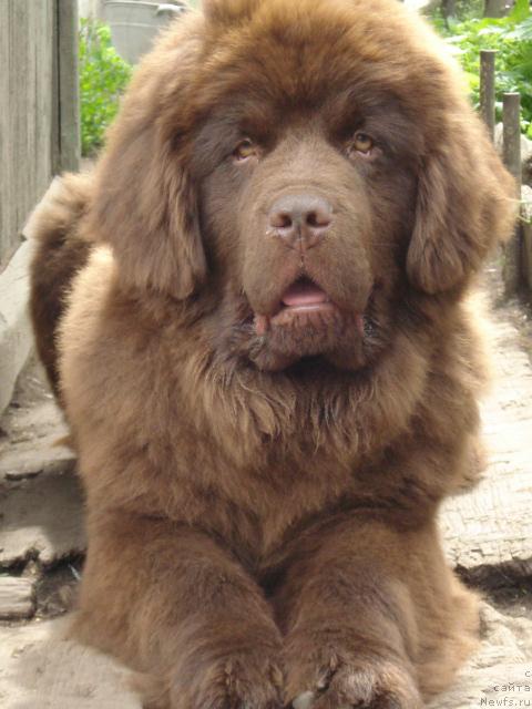 Фото: ньюфаундленд Сэр Ланцелот из Аркаима