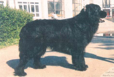 Фото: ньюфаундленд Арчил