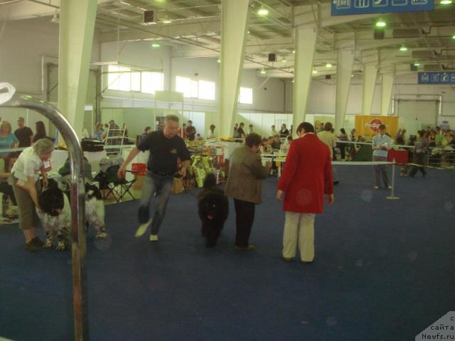 Фото: ньюфаундленд Плюшевая Панда Диланд (Plushevaya Panda Diland), ньюфаундленд Vein Vest