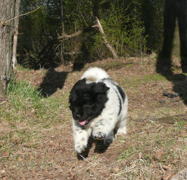 Фото: ньюфаундленд Кипер Соул Елизавета