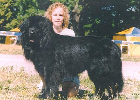 Фото: ньюфаундленд Мариус