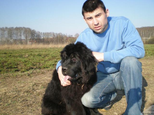 Фото: ньюфаундленд Грация Ночи