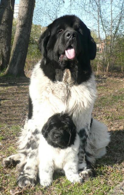 Фото: ньюфаундленд Супер Бизон Арго (Super Bizon Argo), ньюфаундленд Кипер Соул Елизавета