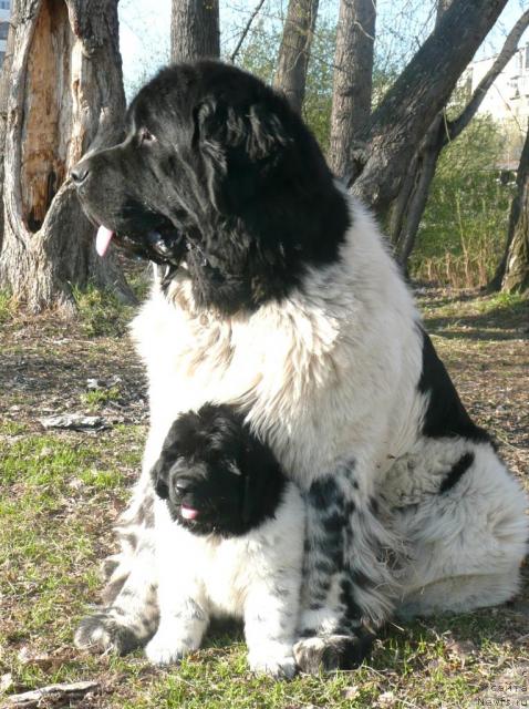 Фото: ньюфаундленд Супер Бизон Арго (Super Bizon Argo), ньюфаундленд Кипер Соул Елизавета