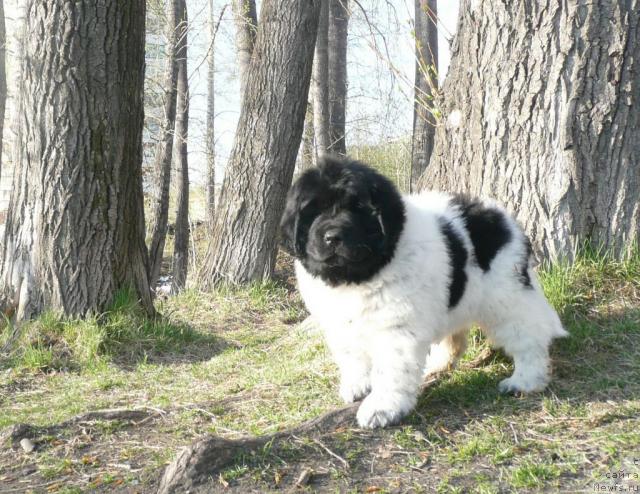 Фото: ньюфаундленд Кипер Соул Елизавета