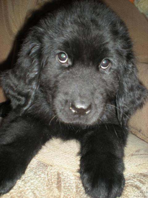 Фото: ньюфаундленд Бэстдог Бэтти