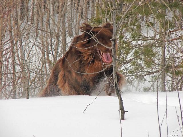 Фото: ньюфаундленд Лесная Сказка Изольда