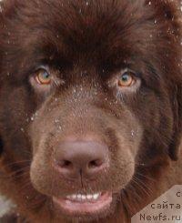 Фото: ньюфаундленд Урсула Фэмили Биар