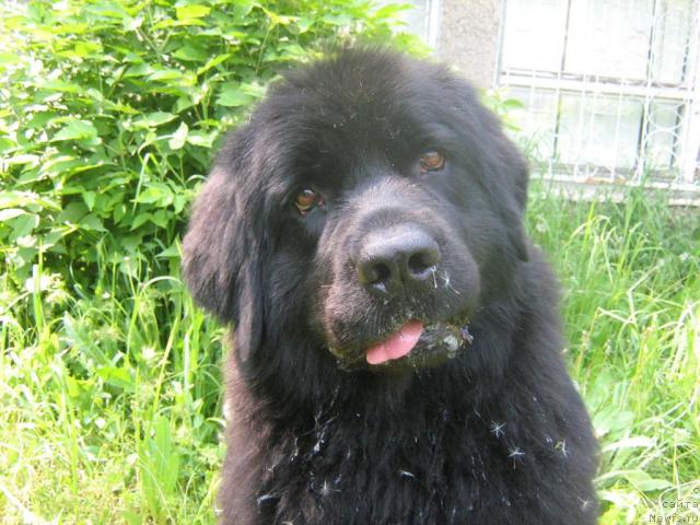 Фото: ньюфаундленд Женевьев Гарни Ледэн