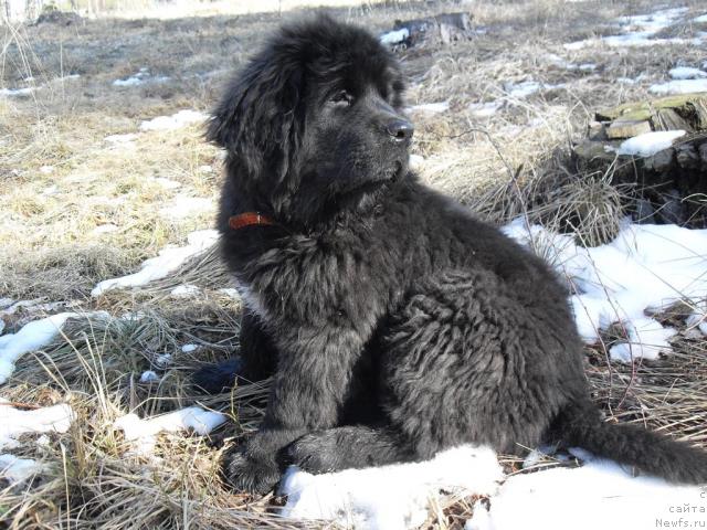 Фото: ньюфаундленд Бианка Вайт Пэрл