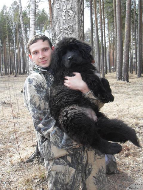 Фото: ньюфаундленд Бианка Вайт Пэрл