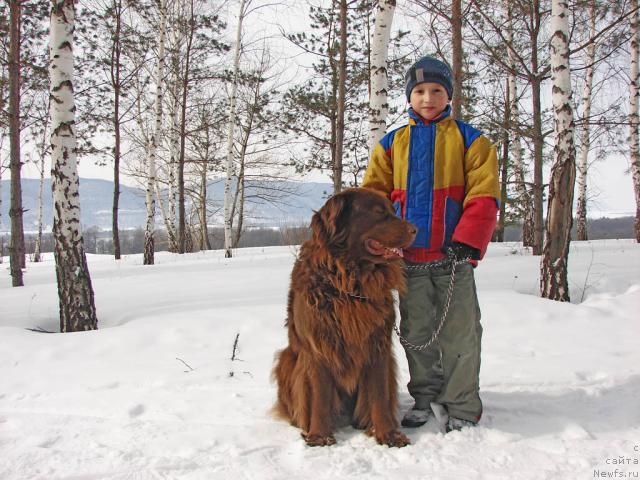 Фото: ньюфаундленд Лесная Сказка Изольда