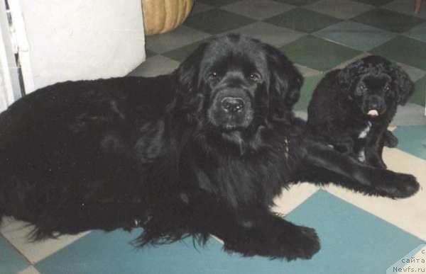 Фото: ньюфаундленд Барбариска от Сибирского Медведя