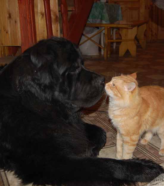 Фото: ньюфаундленд Сент Джонс Орфей