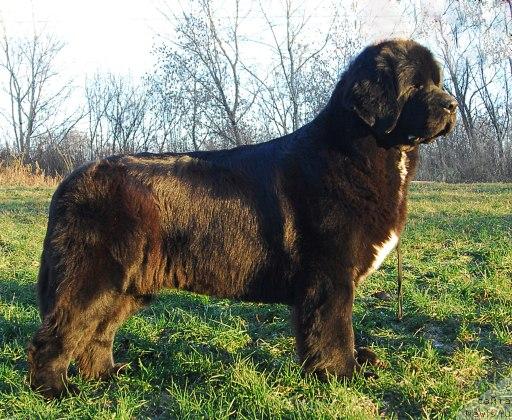 Фото: ньюфаундленд Сент Джонс Жанна Д'Арк (Sent Djons Zanna D'Ark)