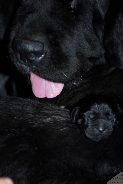 Фото: ньюфаундленд Сент Джонс Жанна Д'Арк (Sent Djons Zanna D'Ark)