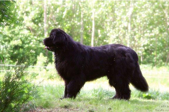 Фото: ньюфаундленд Braddy de la  Baie Bonavista