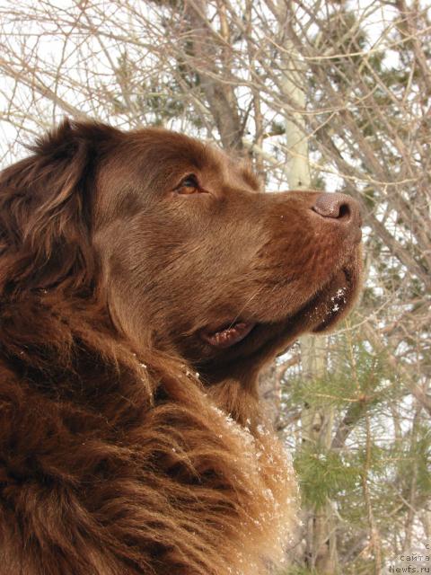 Фото: ньюфаундленд Лесная Сказка Изольда