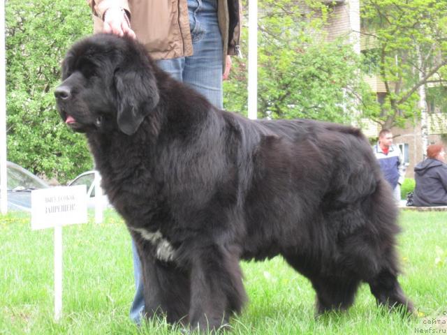 Фото: ньюфаундленд Butterfly from Giant's Island