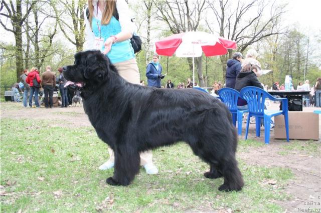 Фото: ньюфаундленд Плюшевая Панда Викар (Plushevaya Panda Vikar)