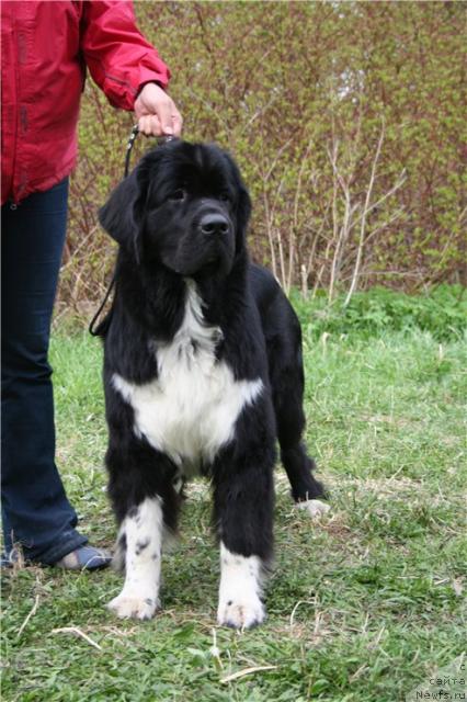 Фото: ньюфаундленд Питерньюф Живанши