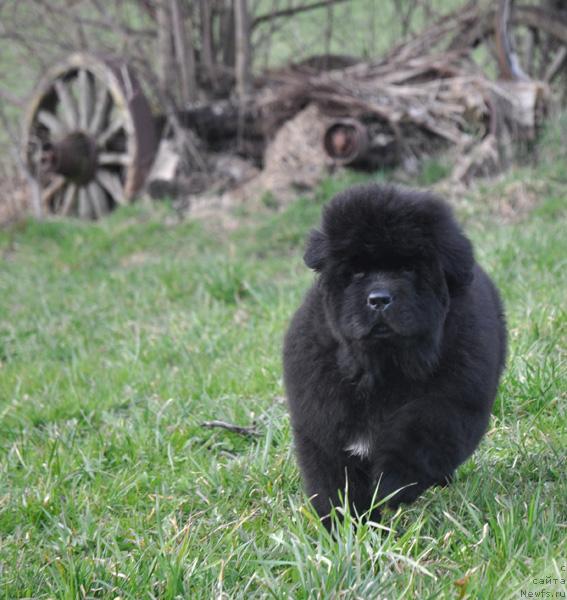 Фото: ньюфаундленд Fairweathers Rare and Precious