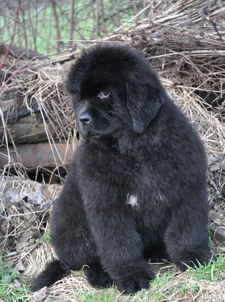 Фото: ньюфаундленд Fairweathers Rare and Precious