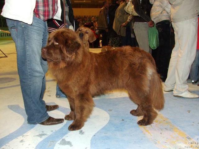 Фото: ньюфаундленд Забава Путятишна