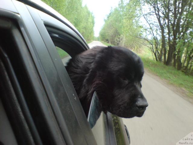 Фото: ньюфаундленд Севертан Урри, ньюфаундленд Севертан Урри