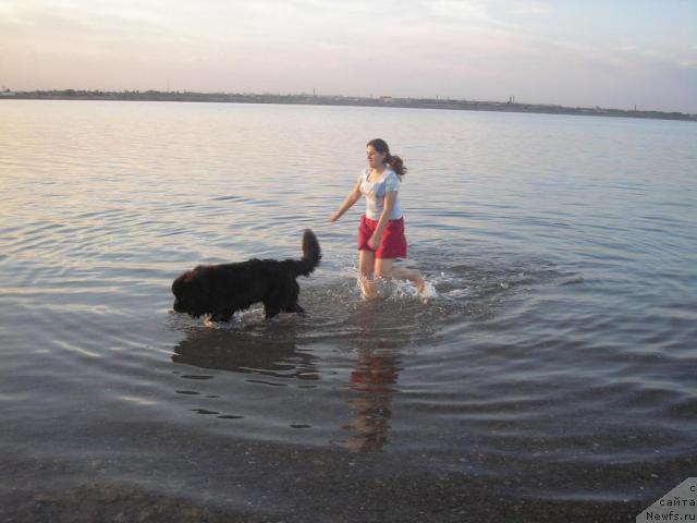 Фото: ньюфаундленд Оттава (Ottava)