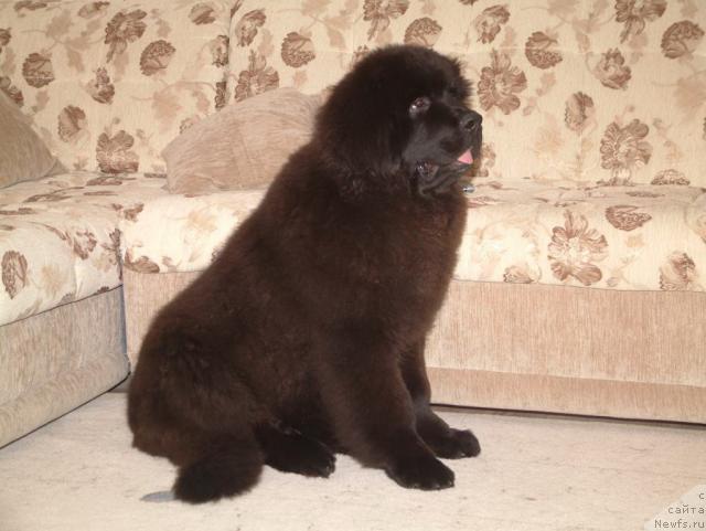 Фото: ньюфаундленд Сент Джонс Роллекс (Sent Djons Rollex)