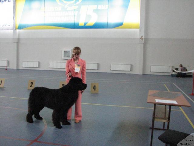 Фото: ньюфаундленд Дар Свезы Андеграунд Шоколада (Dar Svezy Andegraund Shokolada)